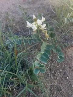 Oregon Milkvetch thumbnail 4