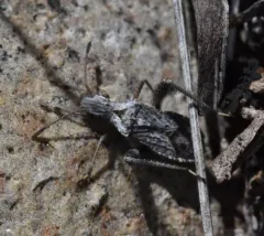 Stachyocnemus apicalis thumbnail 1