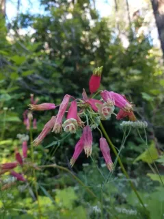 firecracker flower thumbnail 3