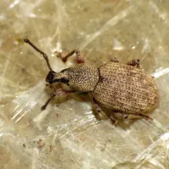 Clay-coloured Weevil thumbnail 2