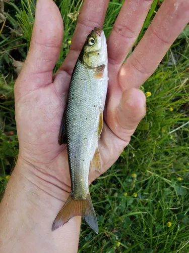 Blue Chub