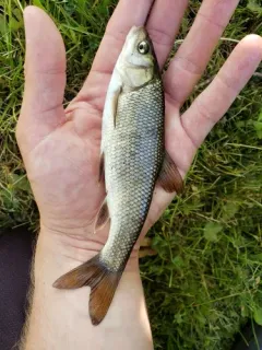 Tui Chub thumbnail 1