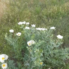 thistle poppy thumbnail 4