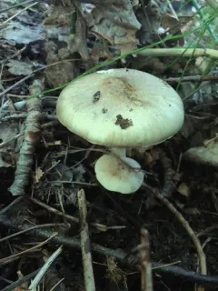 Western Platterful Mushroom thumbnail 2