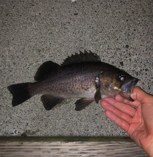Black Rockfish