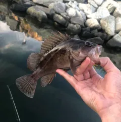 Brown Rockfish thumbnail 4