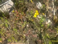 Zigzag Bladderwort thumbnail 2