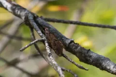 Dolophilodes distinctus thumbnail 2