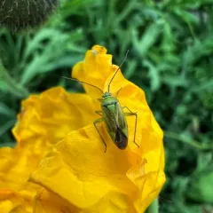 Potato Mirid thumbnail 2