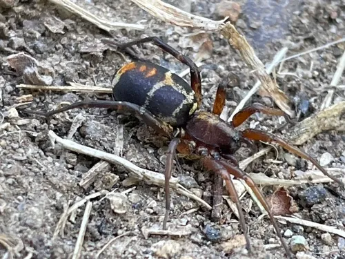 Castianeira thalia
