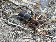 Castianeira thalia thumbnail 1