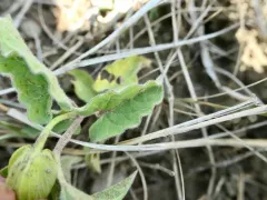 Macoun's Bindweed thumbnail 3