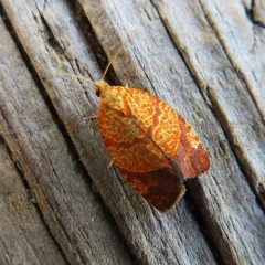 Four-lined Leafroller Moth thumbnail 3