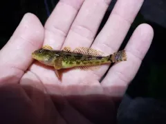 Slender Sculpin thumbnail 2