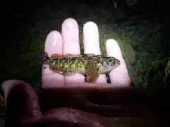 Marbled Sculpin thumbnail 2