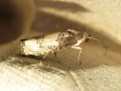 Epiblema desertana thumbnail 2