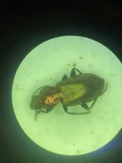 Cypress Ground Beetle thumbnail 3