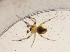 Araneus alboventris thumbnail 3