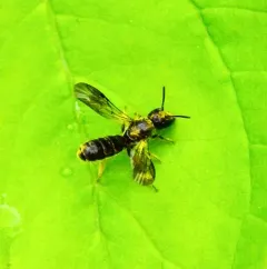 Mock-orange Scissor Bee thumbnail 2