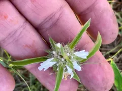 Plains Beebalm thumbnail 2