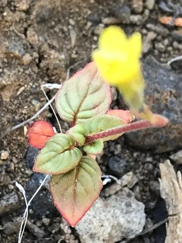 Leafless Suncups