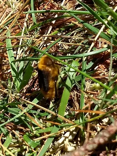 Cranberry Root Grub