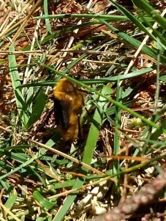 Cranberry Root Grub thumbnail 1