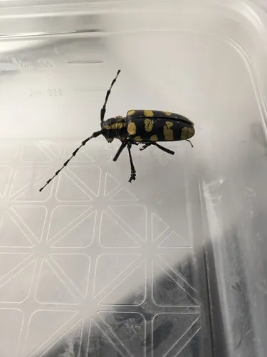 Chinaberry Yellow-banded Longhorn Beetle