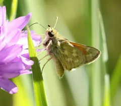 Lindsey's Skipper thumbnail 4