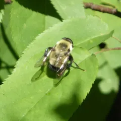 Hairy-eyed Bee-mimic Fly thumbnail 2
