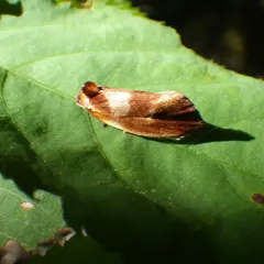 Ferruginous Eulia Moth thumbnail 2