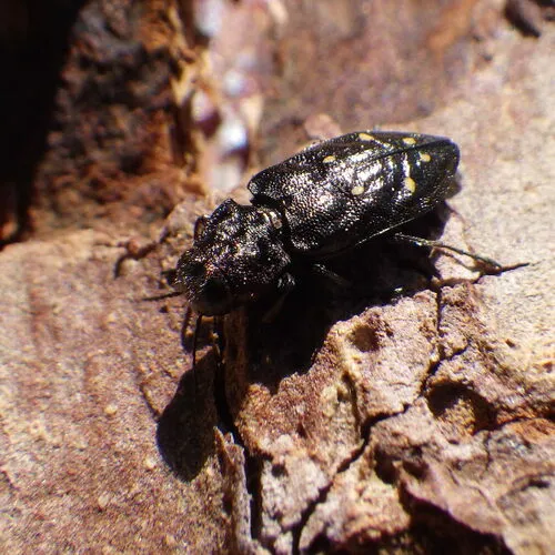 Hemlock Borer