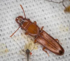 Prostomis americanus thumbnail 2
