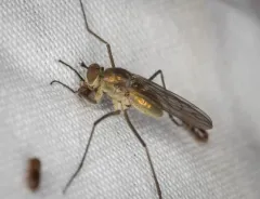 Hydatostega viridiflos thumbnail 2