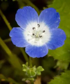 Menzies' baby blue eyes thumbnail 3