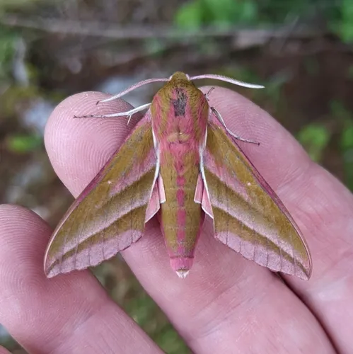 Elephant Hawkmoth