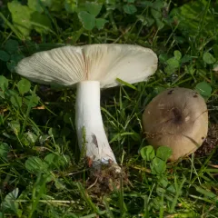 Russula pectinatoides thumbnail 2