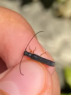 Oberea flavipes thumbnail 3