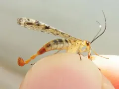 Clouded Scorpionfly thumbnail 1