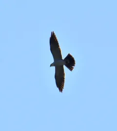 Mississippi Kite thumbnail 3