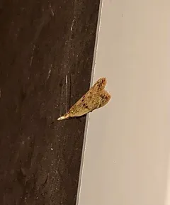 Many-spotted Dichomeris Moth thumbnail 3
