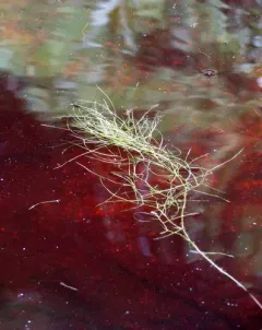 Algae-like Pondweed thumbnail 4