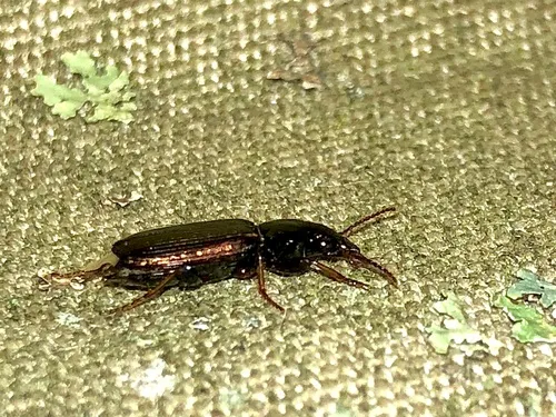Apenes lucidula