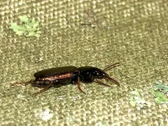Apenes lucidula thumbnail 1