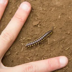 Yellow-spotted Millipede thumbnail 3