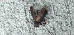 Phymatodes grandis thumbnail 2