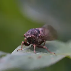 Prairie Cicada thumbnail 4