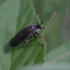 Echthodopa pubera thumbnail 3