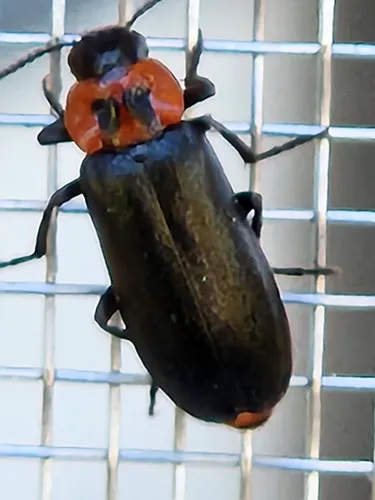Collared False Darkling Beetle