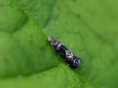 Holophysis emblemella thumbnail 1